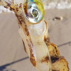 午後からエギング